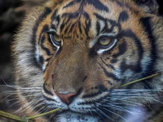 A tiger close up detail