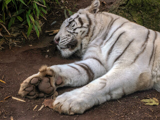 White tiger close up detail