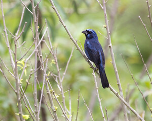 🇧🇷: azulão
🇬🇧: Ultramarine Grosbeak
🔬: Cyanoloxia brissonii