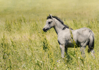 Grey Arabian foal on a pasture in summer