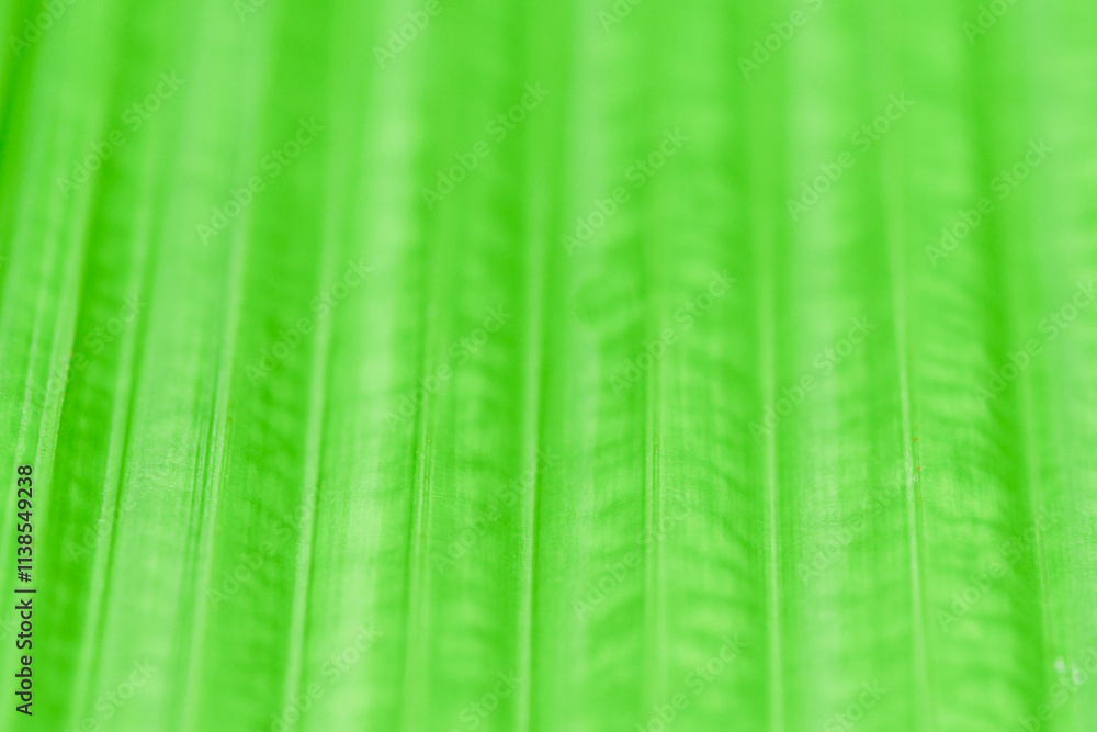 Poster abstract green lines: a close-up, abstract photo of a vibrant green surface with blurred lines, crea