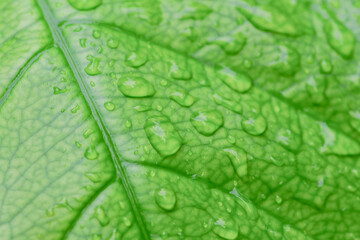 Dew-Kissed Leaf Macro: Intricate details of a vibrant green leaf glistening with morning dew, showcasing nature's artistry in a captivating close-up.  