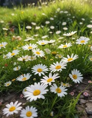 Fototapeta premium A postcard with no address found between daisies and grass, summer, daisies
