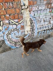 adopted dog walk around the street