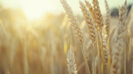Fototapeta premium Close-Up View of Golden Wheat Stalks Bathed in Soft Morning Light
