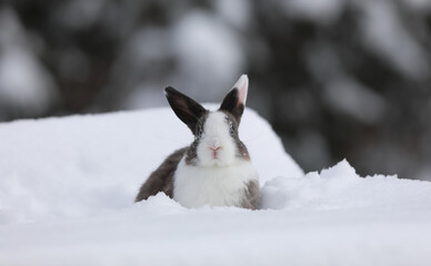 cute funny rabbit in the snow