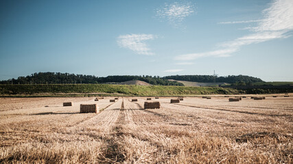 hay bales in a field
