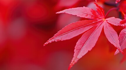 Vibrant Red Maple Leaf with Stunning Detail Against a Soft Background