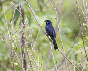 🇧🇷: azulão
🇬🇧: Ultramarine Grosbeak
🔬: Cyanoloxia brissonii