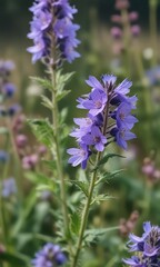 delicate purple flowers blooming in clusters on a borage stem, flowering stems, borage blossoms