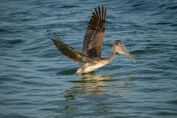 Brown Pelican takes flight from water