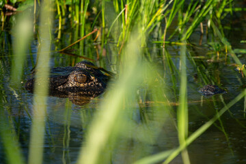 An American alligator hiding in weeds