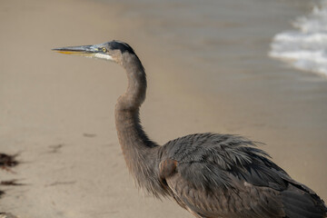 Great Blue Heron walking on beach