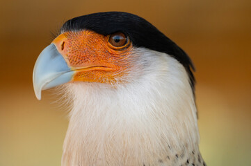 Crested Caracara face and beak