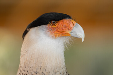 Crested Caracara face and beak
