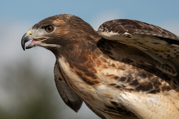 Red Tailed Hawk with wings out