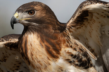Red Tailed Hawk with wings out