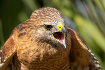 Red shouldered hawk screaming with mouth open