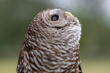 Barred Owl looking up while hooting