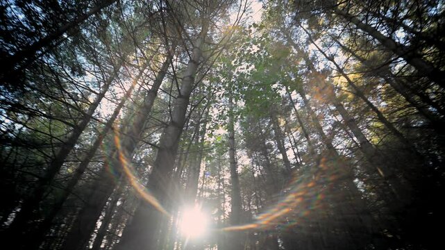 Forest spinning in a canadian summer sunset.