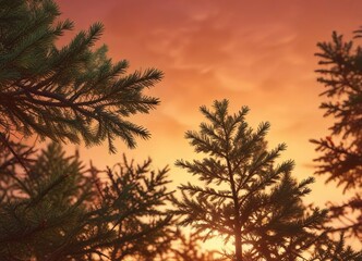 Obraz premium Green spruce branches against a vibrant red-orange sunset backdrop with soft yellow undertones, Christmas decor, tree branches