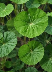 Detailed view of the veins on fresh green Centella asiatica herb leaves, plant, moss and lichen