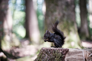 squirrel in the forest