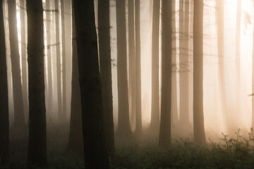 misty morning in the forest