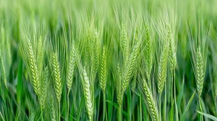 Wheat harvesting agricultural field photography vibrant green environment close-up view nature's bounty in action