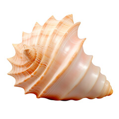  Seashell conch, isolated on transparent background. 