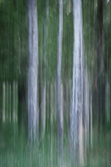 trees with motion blur