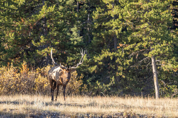 Bull Elk During the Rut in Autumn in Wyoming