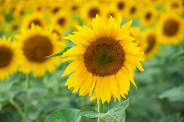 Close-up of sunflowers in summer