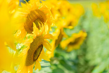 Close-up of sunflowers in summer