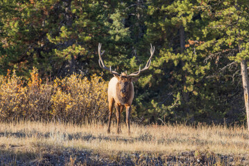 Bull Elk During the Rut in Autumn in Wyoming