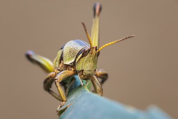 Close-up of a grasshopper on a leaf with a blurred background