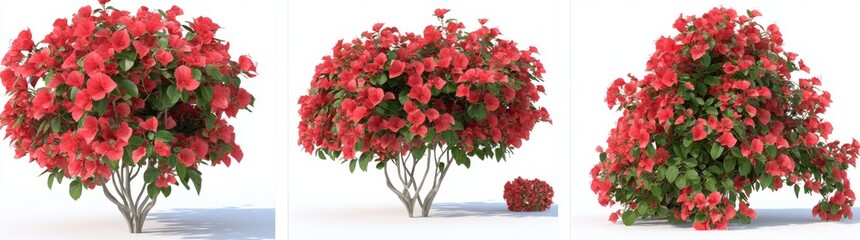 Obraz premium A set of Bougainvillea flower plants isolated on a transparent background, presented as a 3D render..Bougainvillea flower plants, separated on a clear background, rendered in 3D..Isolated
