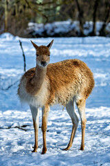 Vicuna (Vicugna vicugna), commonly found in the high Andes of South America
