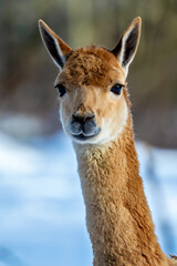 Vicuna (Vicugna vicugna), commonly found in the high Andes of South America