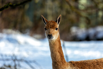 Vicuna (Vicugna vicugna), commonly found in the high Andes of South America
