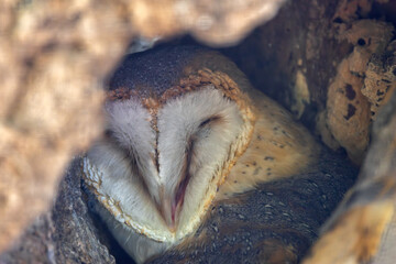 Barn Owl (Tyto alba), commonly found in open habitats across Europe, Asia, Africa, and the Americas