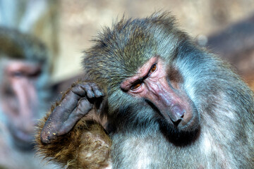 Baboon (Papio spp.), commonly found in savannas, forests, and hills of sub-Saharan Africa