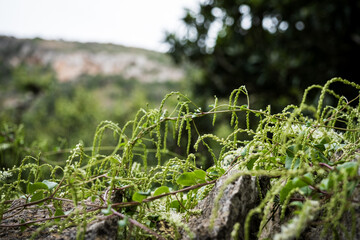 moss on the stone