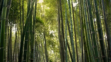 Bamboo Forest close up at day
