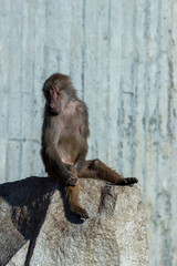 Baboon (Papio spp.), commonly found in savannas, forests, and hills of sub-Saharan Africa