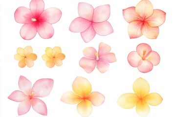 A collection of tropical flowers including cardamom, lotus, lily, and tillandsia succulent, isolated in a watercolor painting botanical illustration.