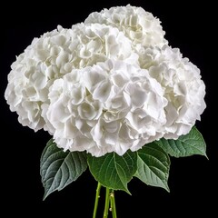 White hydrangeas in Gothic revival style emerge from shadows, a vintage oil painting tribute..From the depths of darkness, Gothic revival white hydrangeas bloom, captured in a classic oil