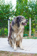 A big old  stray dog is sitting on the path by the river.