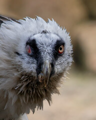 Beared vulture portrait in the mountains