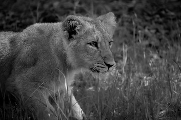 Lion cub